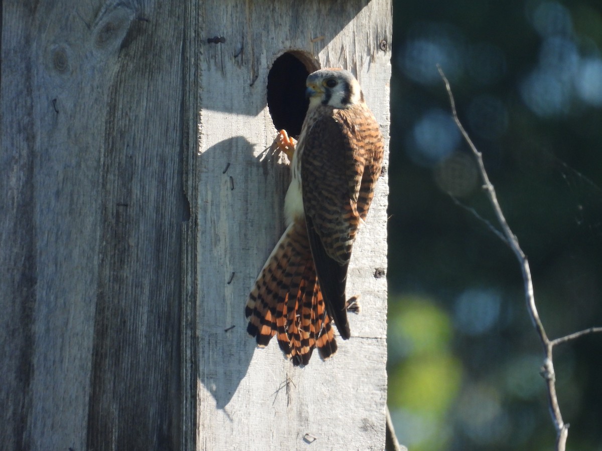 American Kestrel - ML659172094