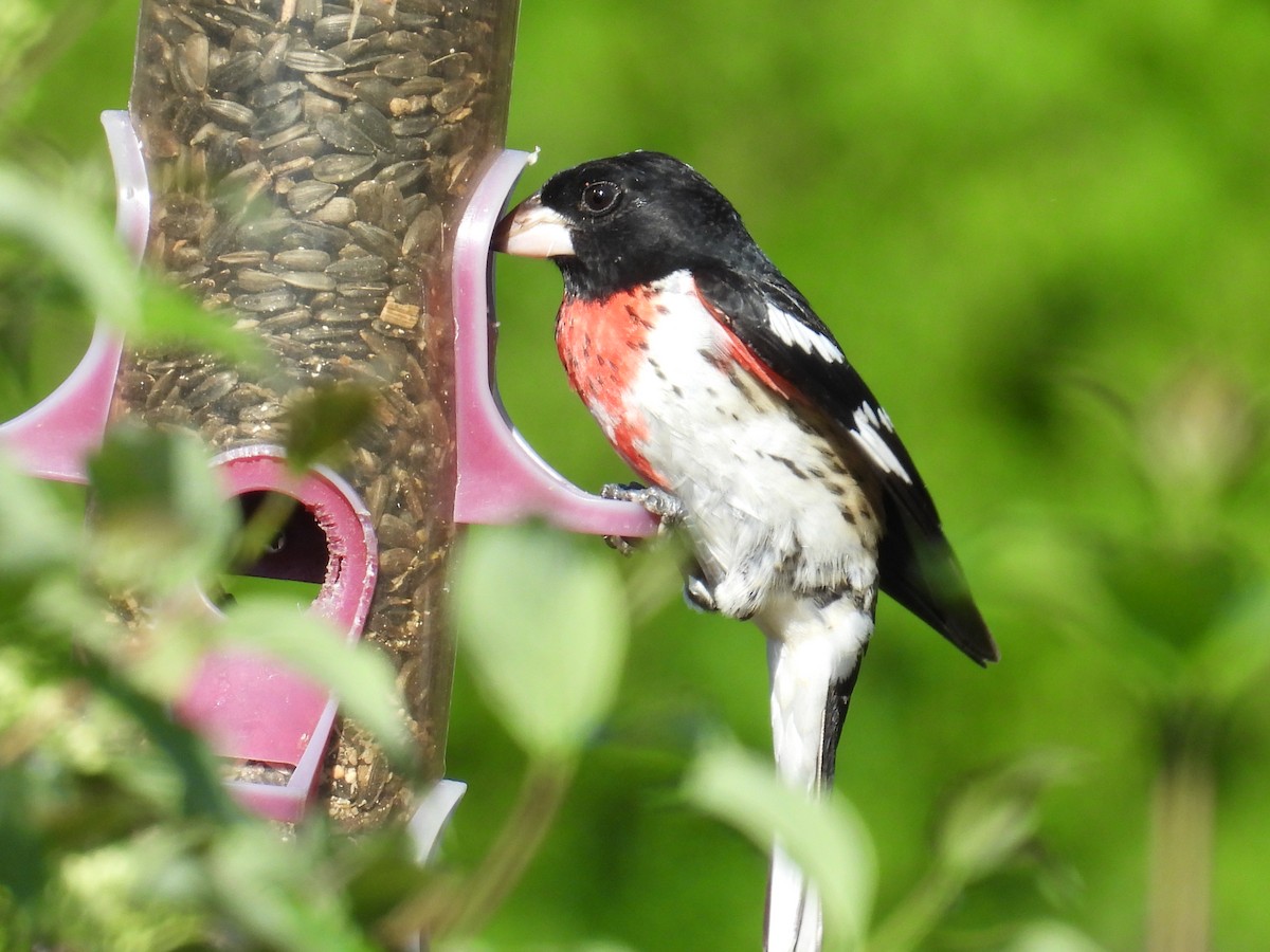 Rose-breasted Grosbeak - ML659172104