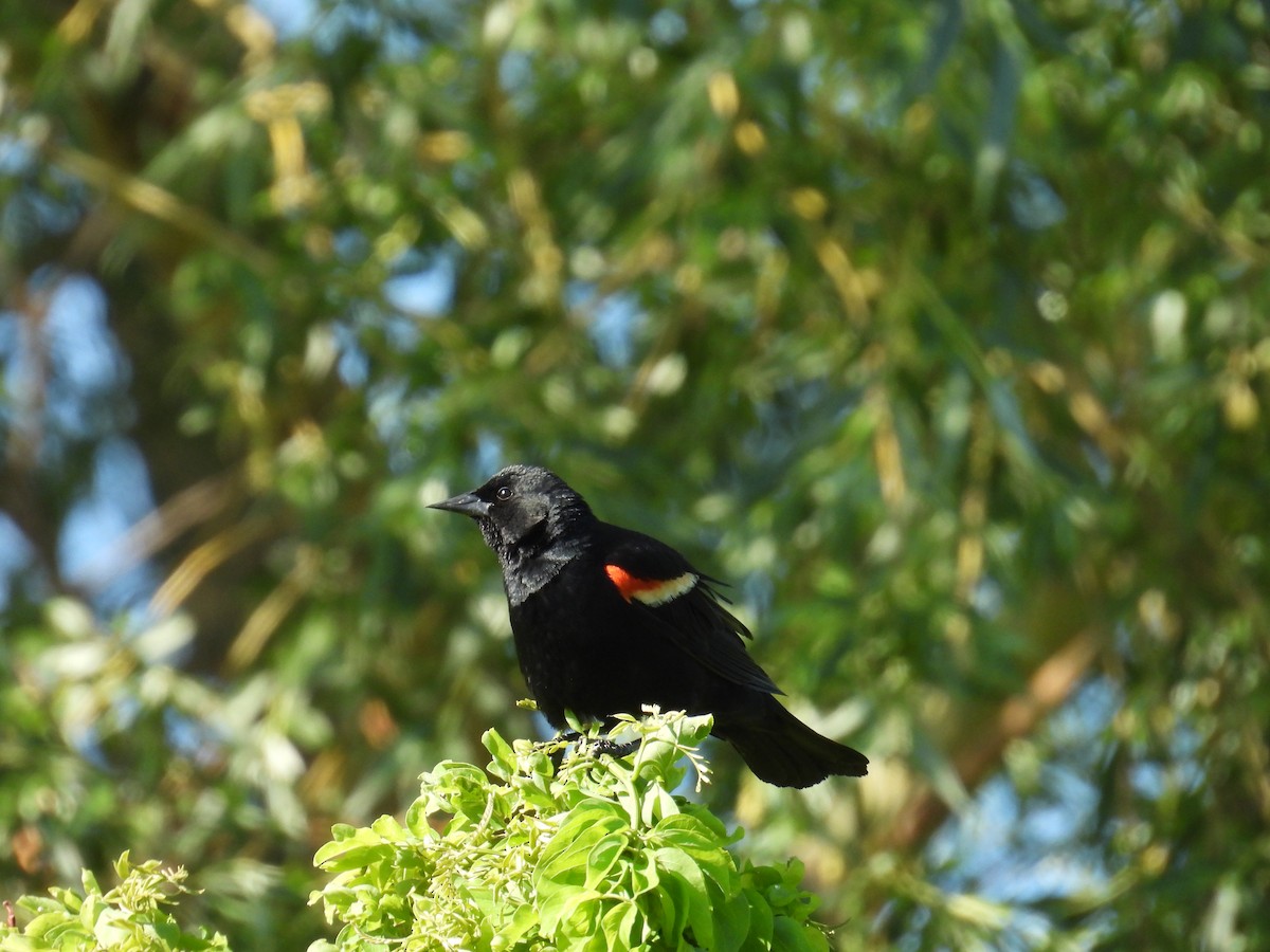 Red-winged Blackbird - ML659172118