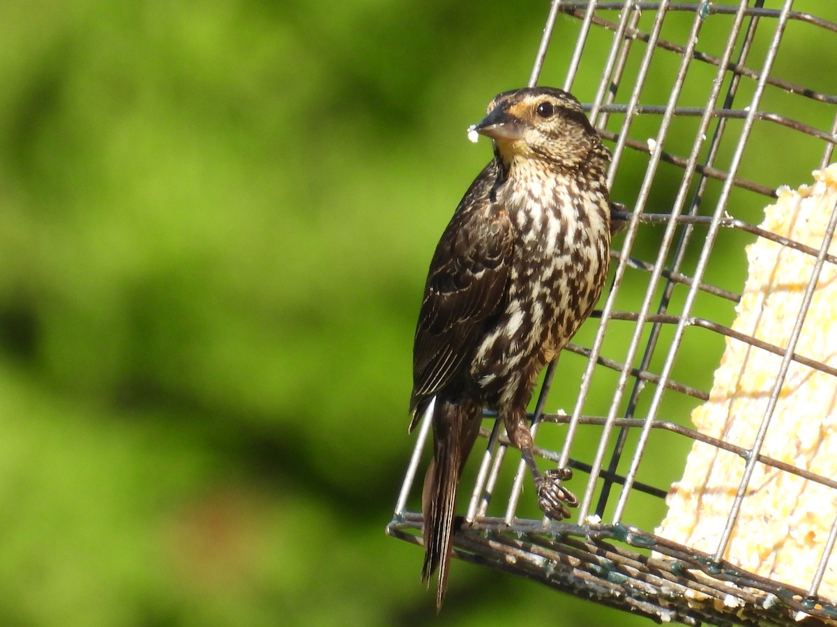 Red-winged Blackbird - ML659172119