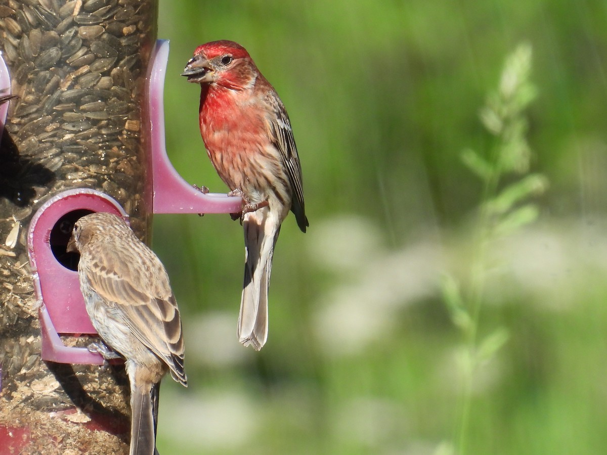 House Finch - ML659172144