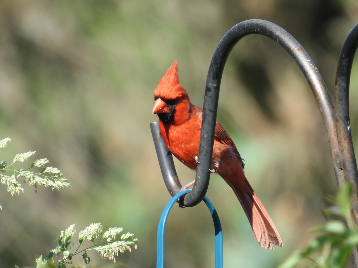 Northern Cardinal - ML659172161
