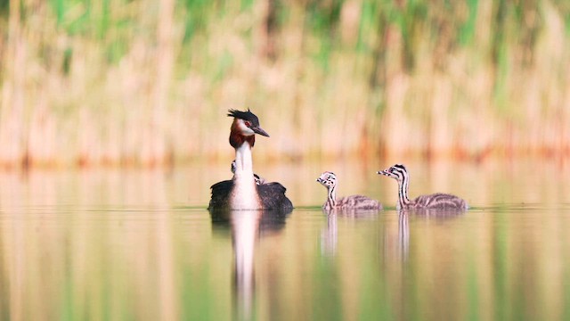 Great Crested Grebe - ML659172312