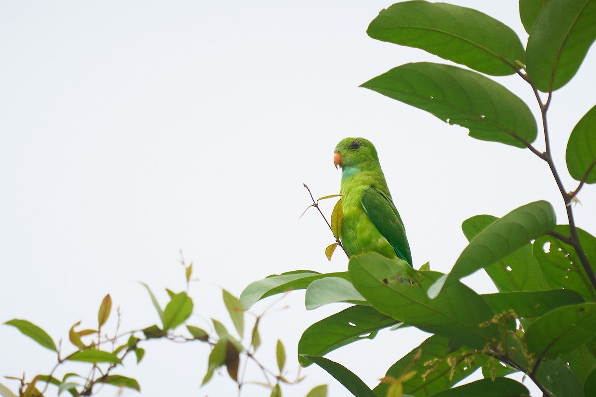 Vernal Hanging-Parrot - ML659172882