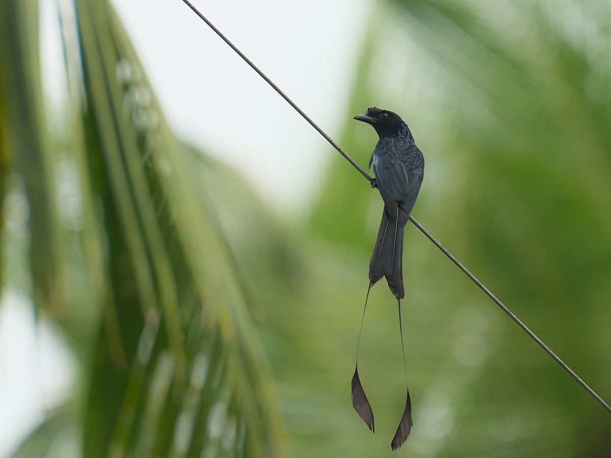 Greater Racket-tailed Drongo - ML659172895