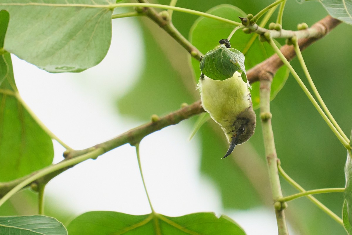 Purple-rumped Sunbird - ML659172903