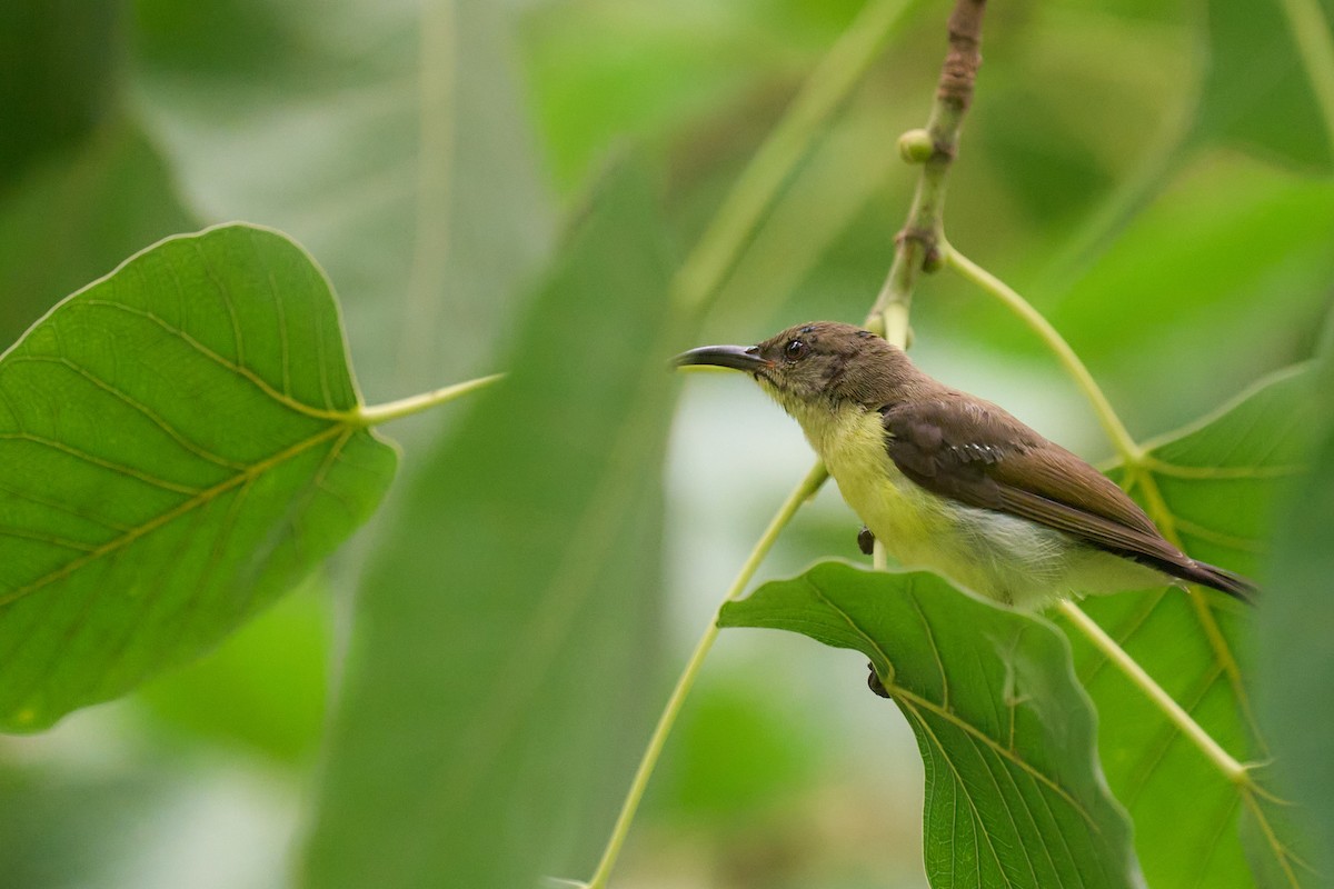 Purple-rumped Sunbird - ML659172904