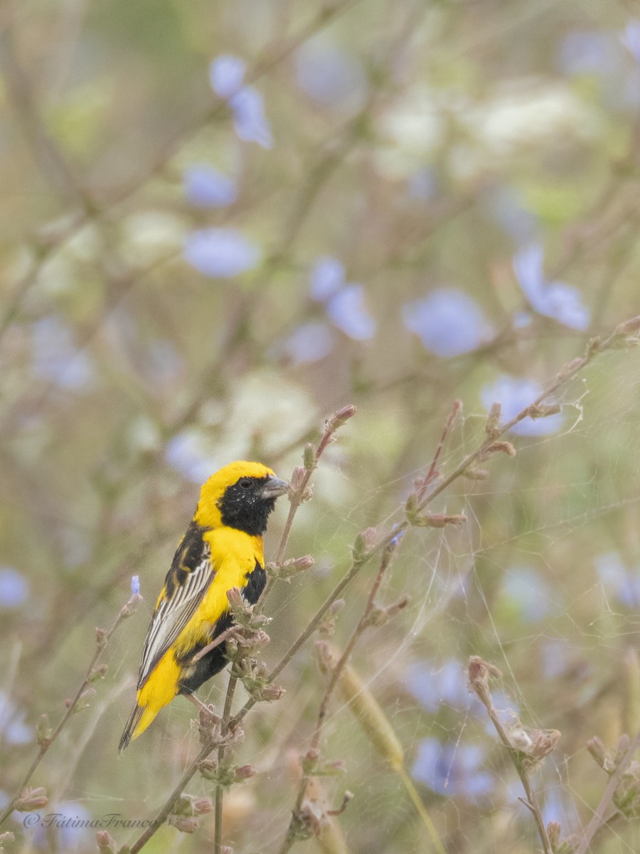 Yellow-crowned Bishop - ML659172997
