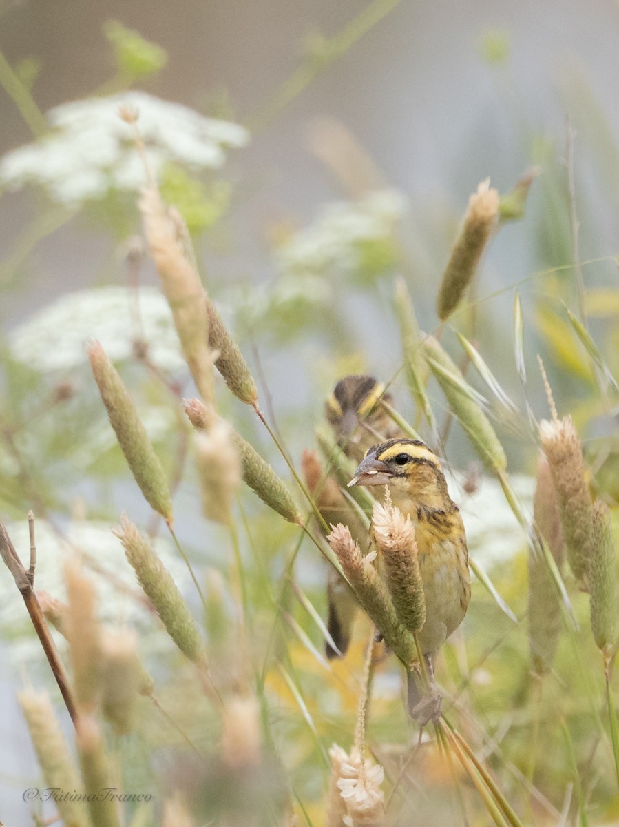Yellow-crowned Bishop - ML659172998