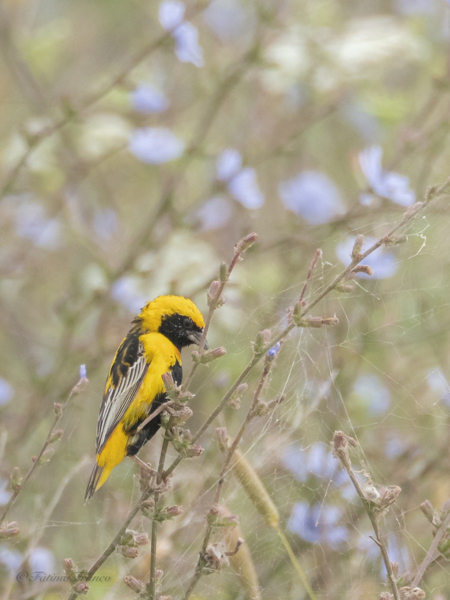 Yellow-crowned Bishop - ML659172999