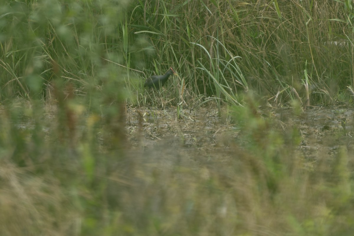 Watercock - ML659175067