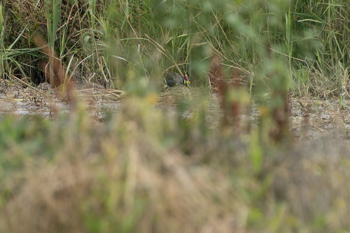 Watercock - ML659175068