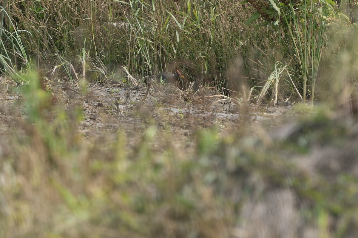 Watercock - ML659175069