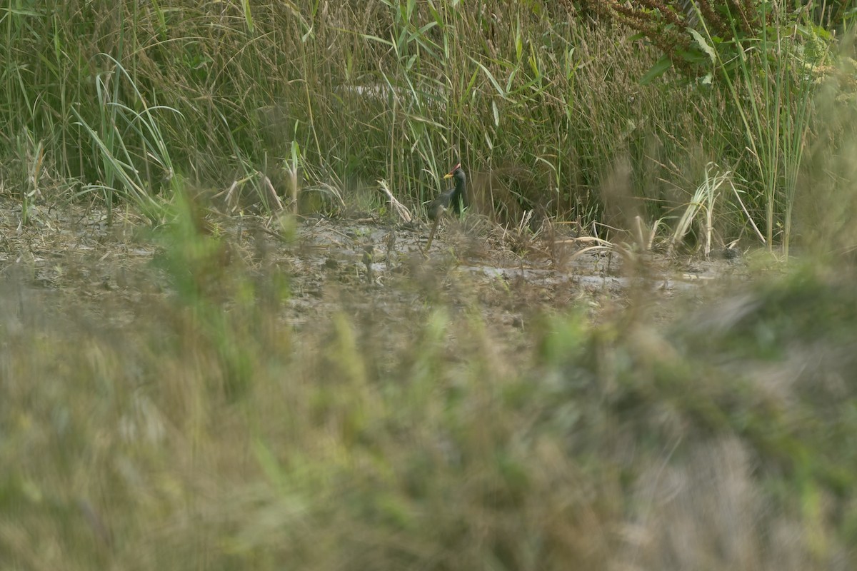 Watercock - ML659175070