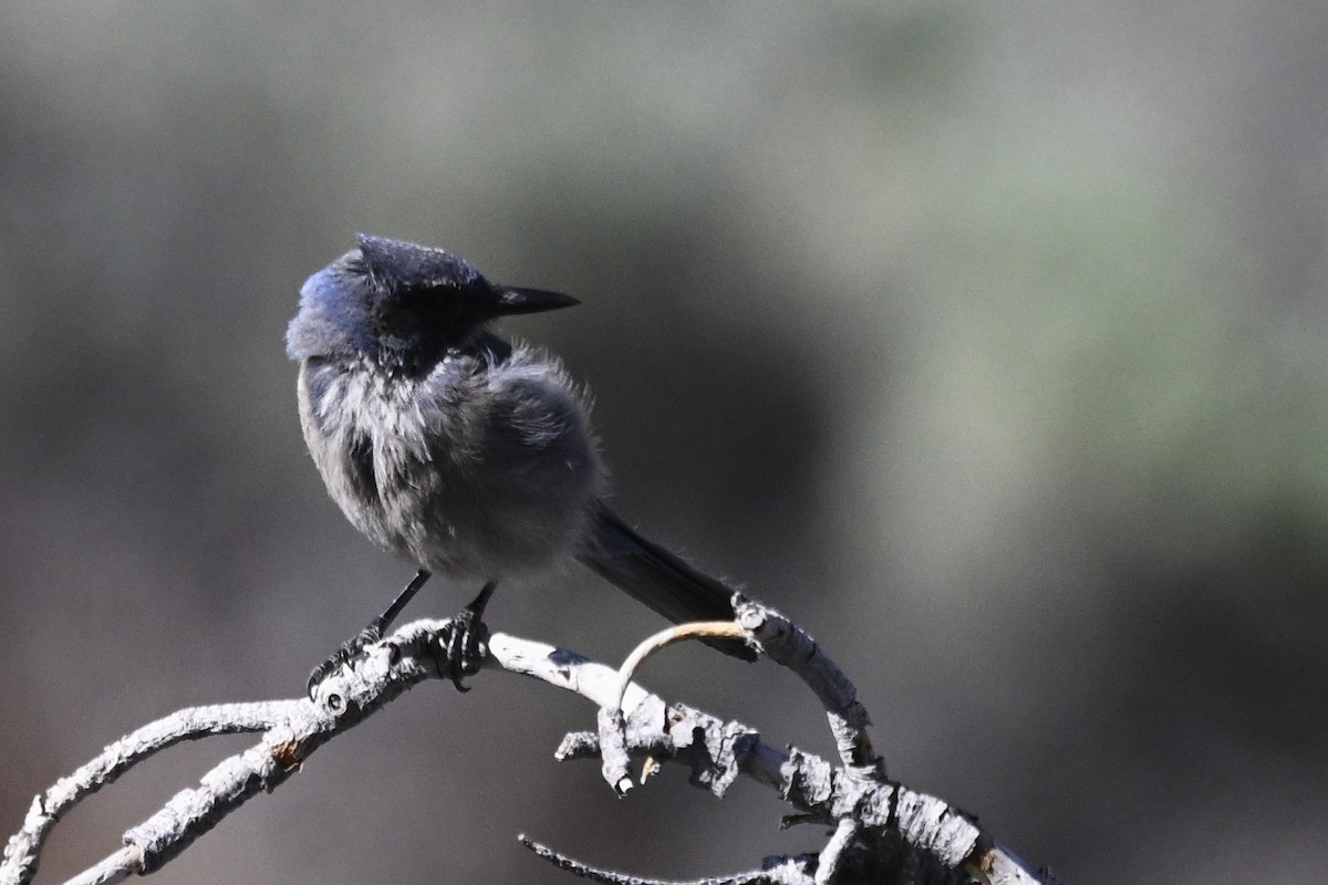Woodhouse's Scrub-Jay - ML659175844