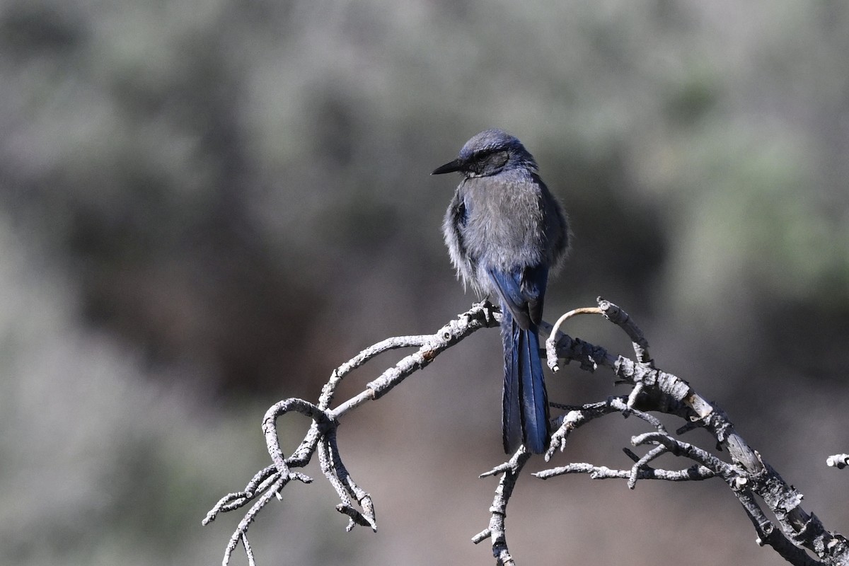 Woodhouse's Scrub-Jay - ML659175845