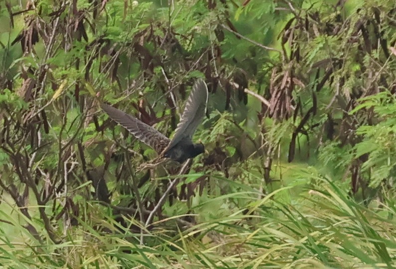 Watercock - ML659176162