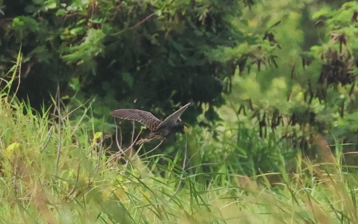 Watercock - ML659176163