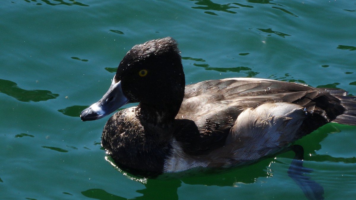 Ring-necked Duck - ML65917631