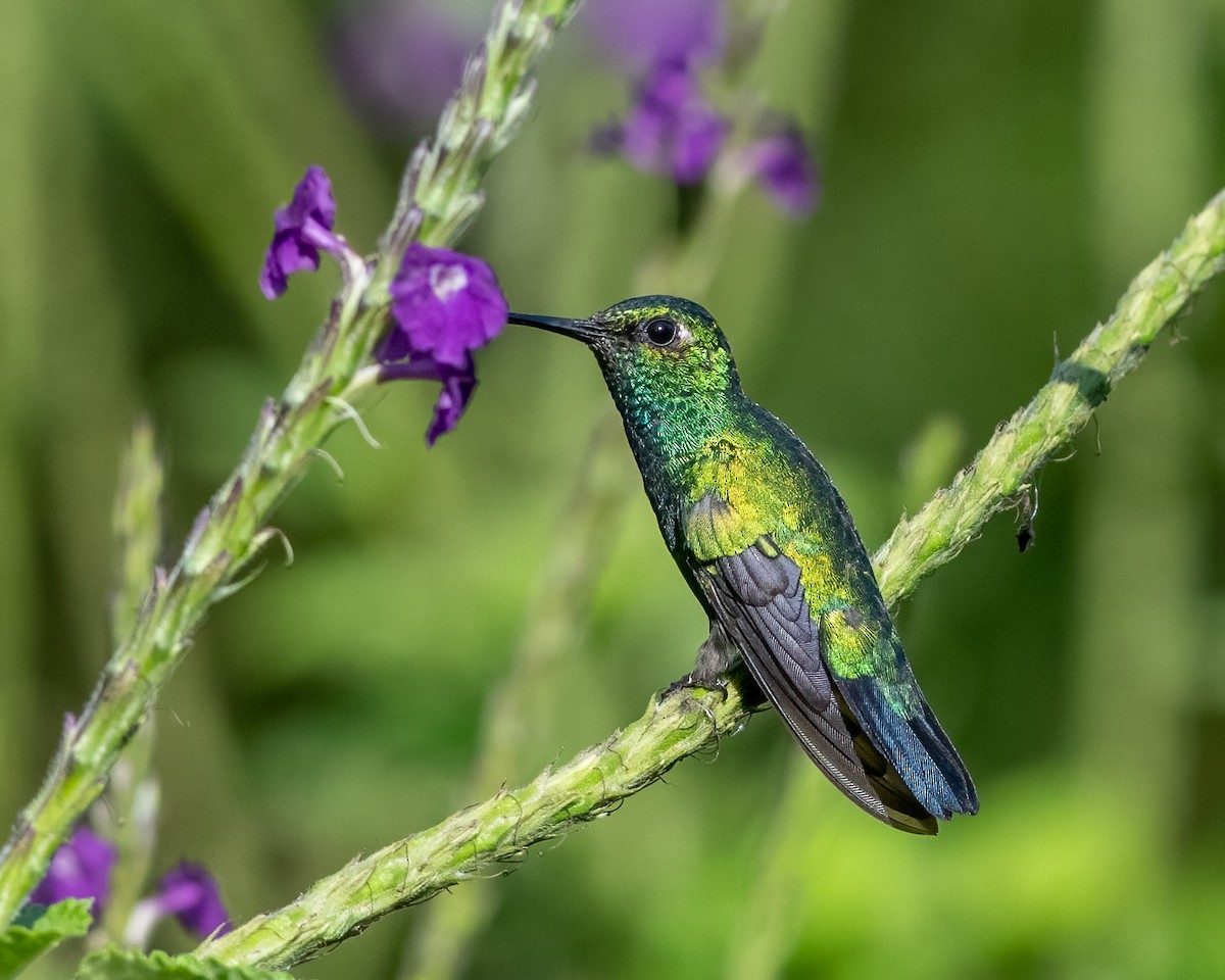 Blue-tailed Emerald - ML659176495