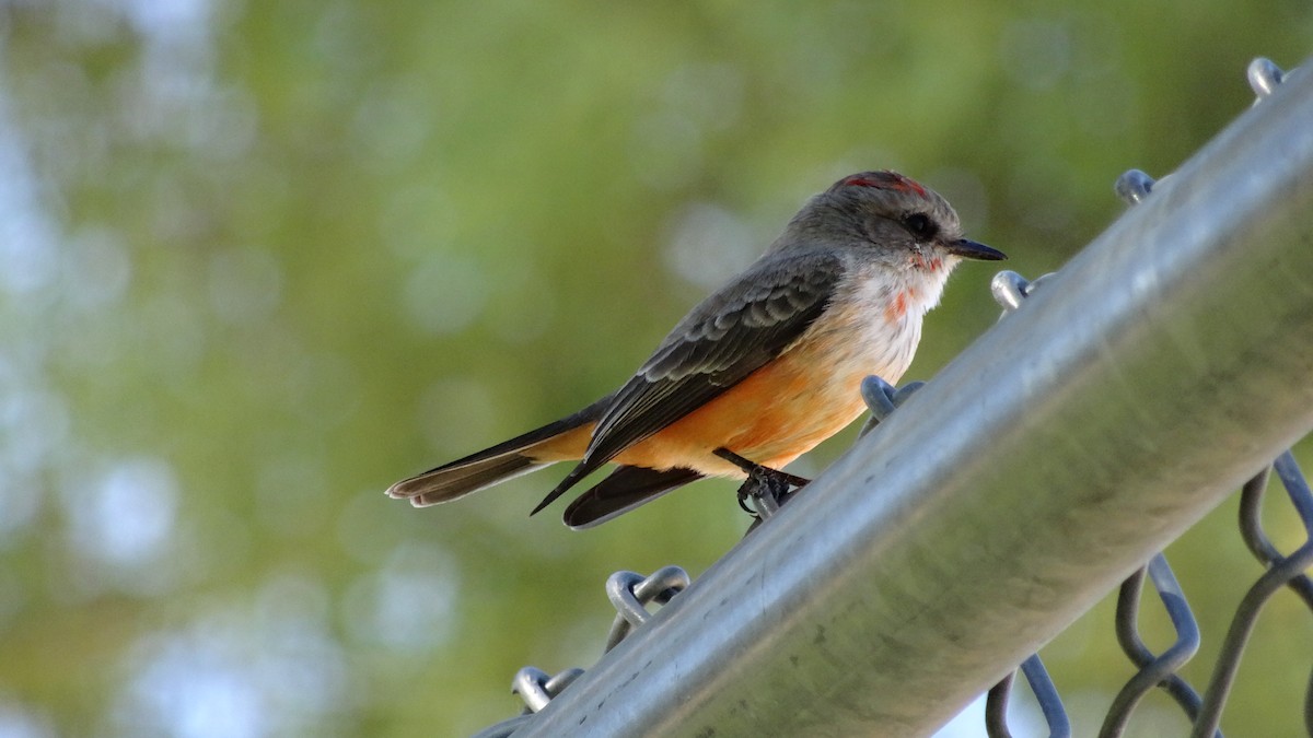 Vermilion Flycatcher - ML65917661