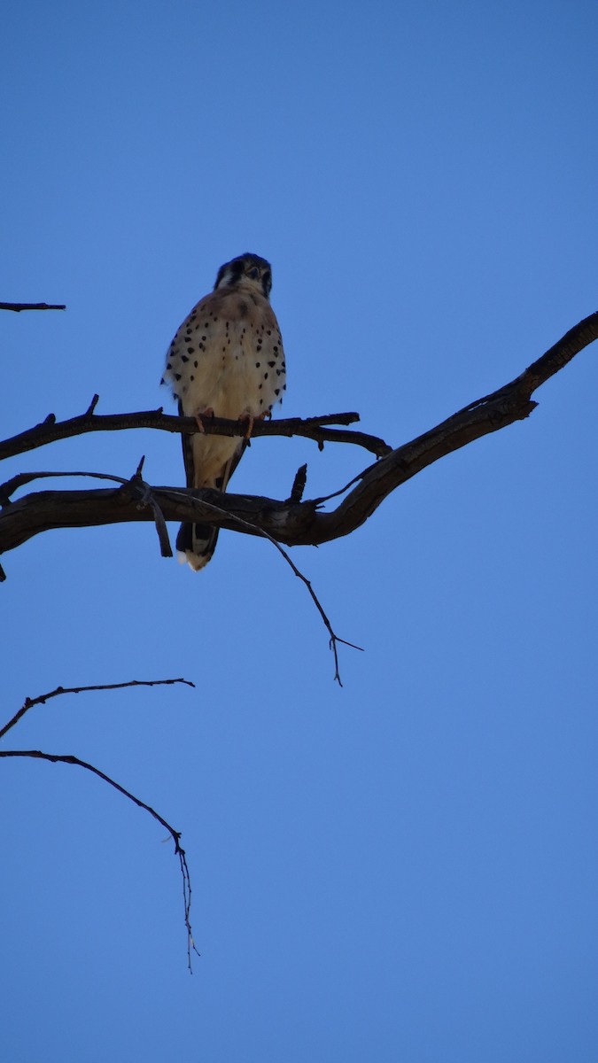 American Kestrel - ML65917681