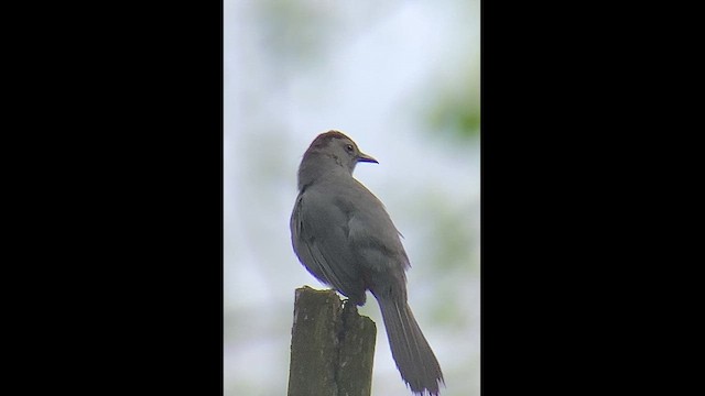 Katzenspottdrossel - ML659176811