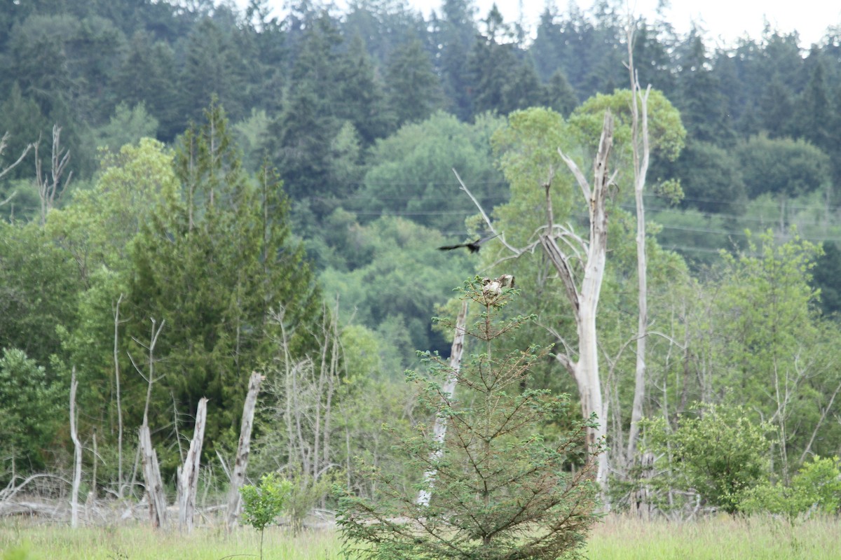 Bald Eagle - ML659177193