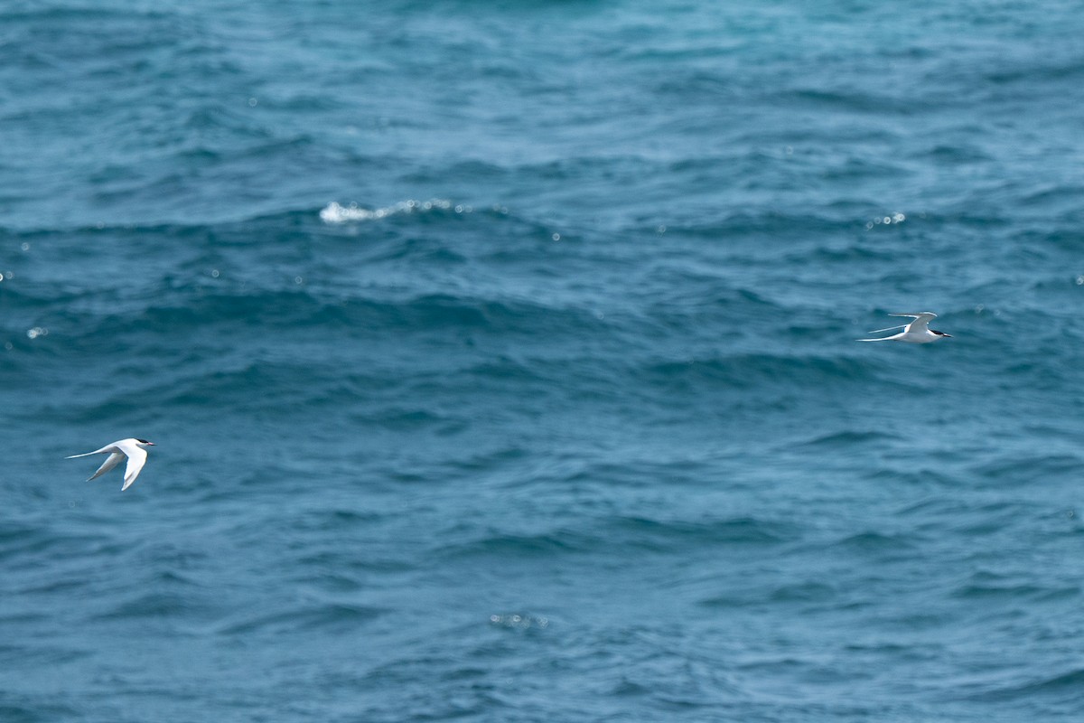 White-tailed Tropicbird - ML659177248
