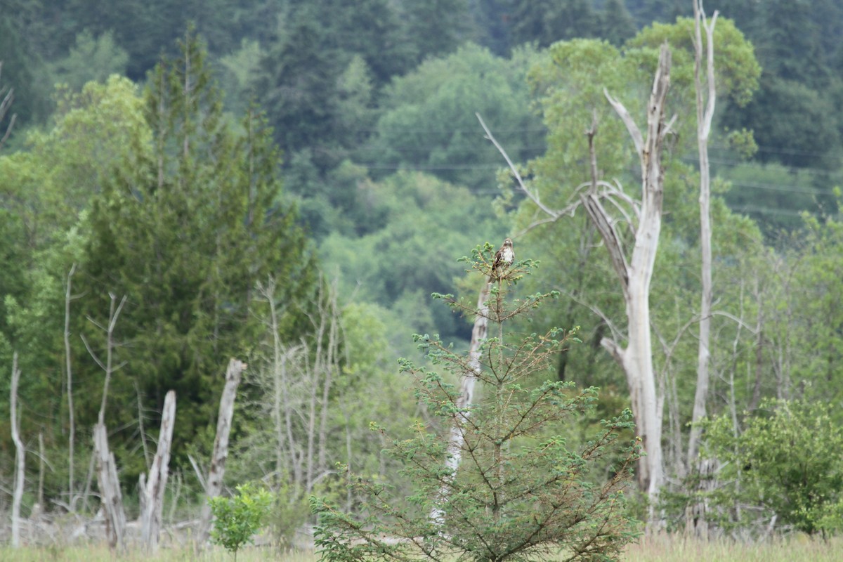 Bald Eagle - ML659177353