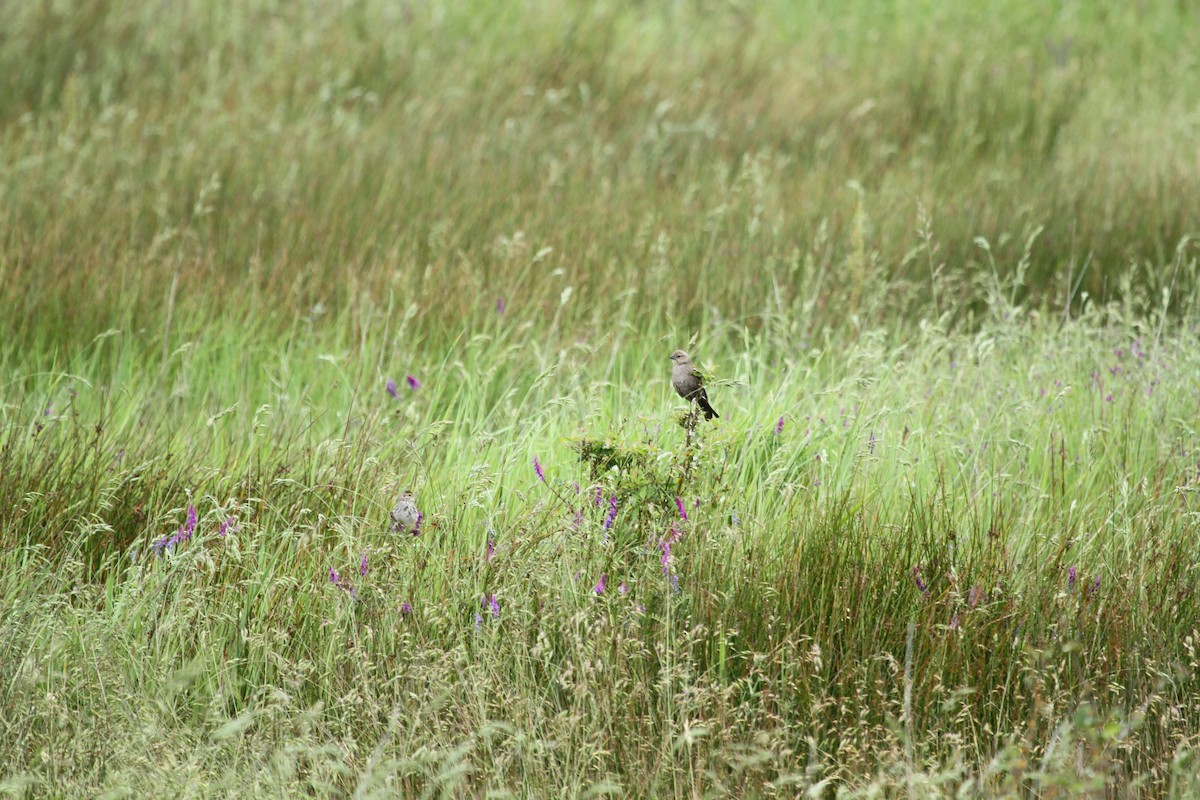 Brown-headed Cowbird - ML659177735
