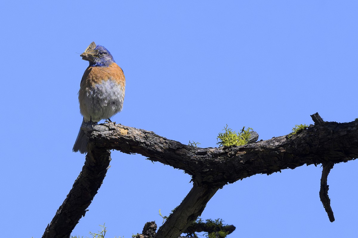 Western Bluebird - ML659177795