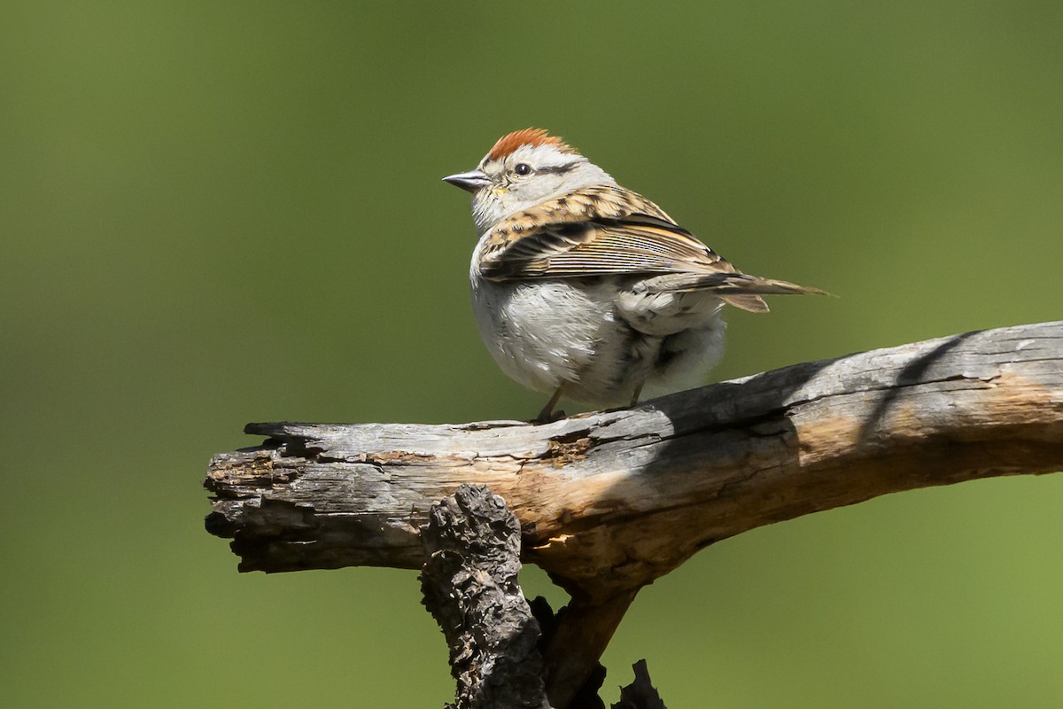 Chipping Sparrow - ML659177799