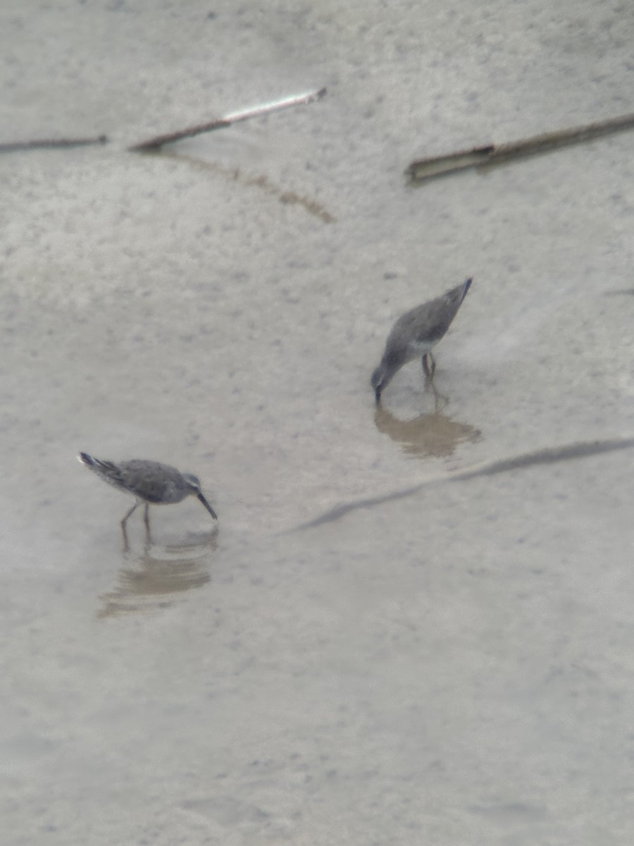 Stilt Sandpiper - ML659178007