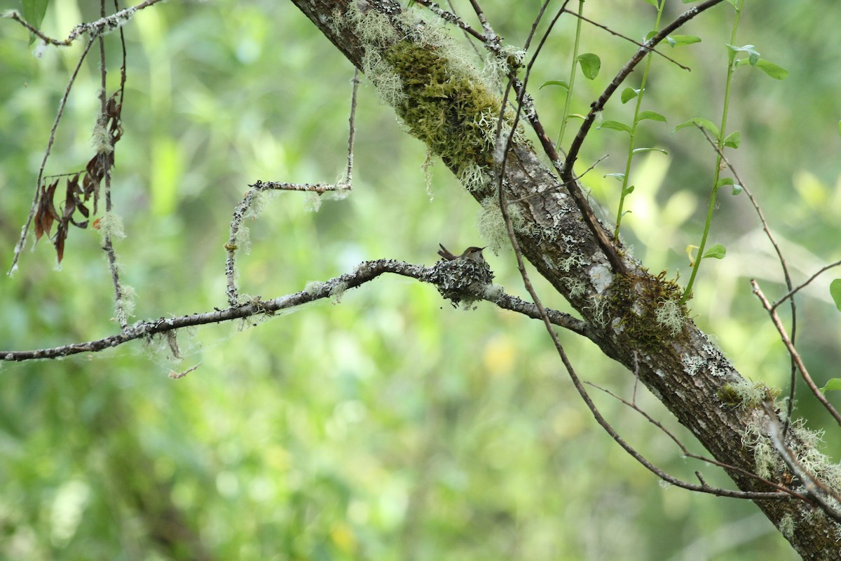 Rufous Hummingbird - ML659178092