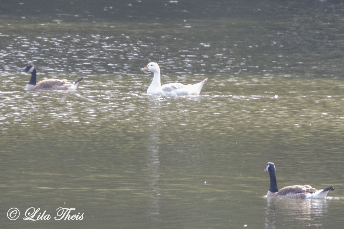 Domestic goose sp. (Domestic type) - ML659178143