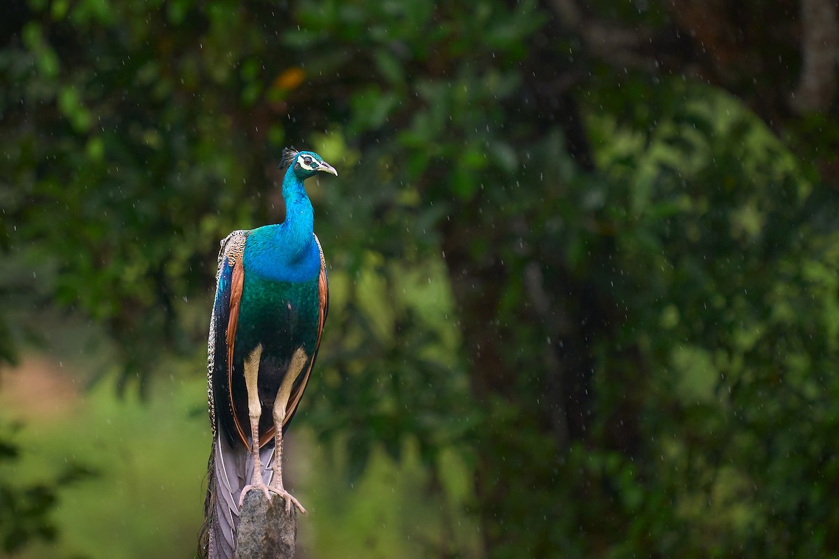 Indian Peafowl - ML659178158