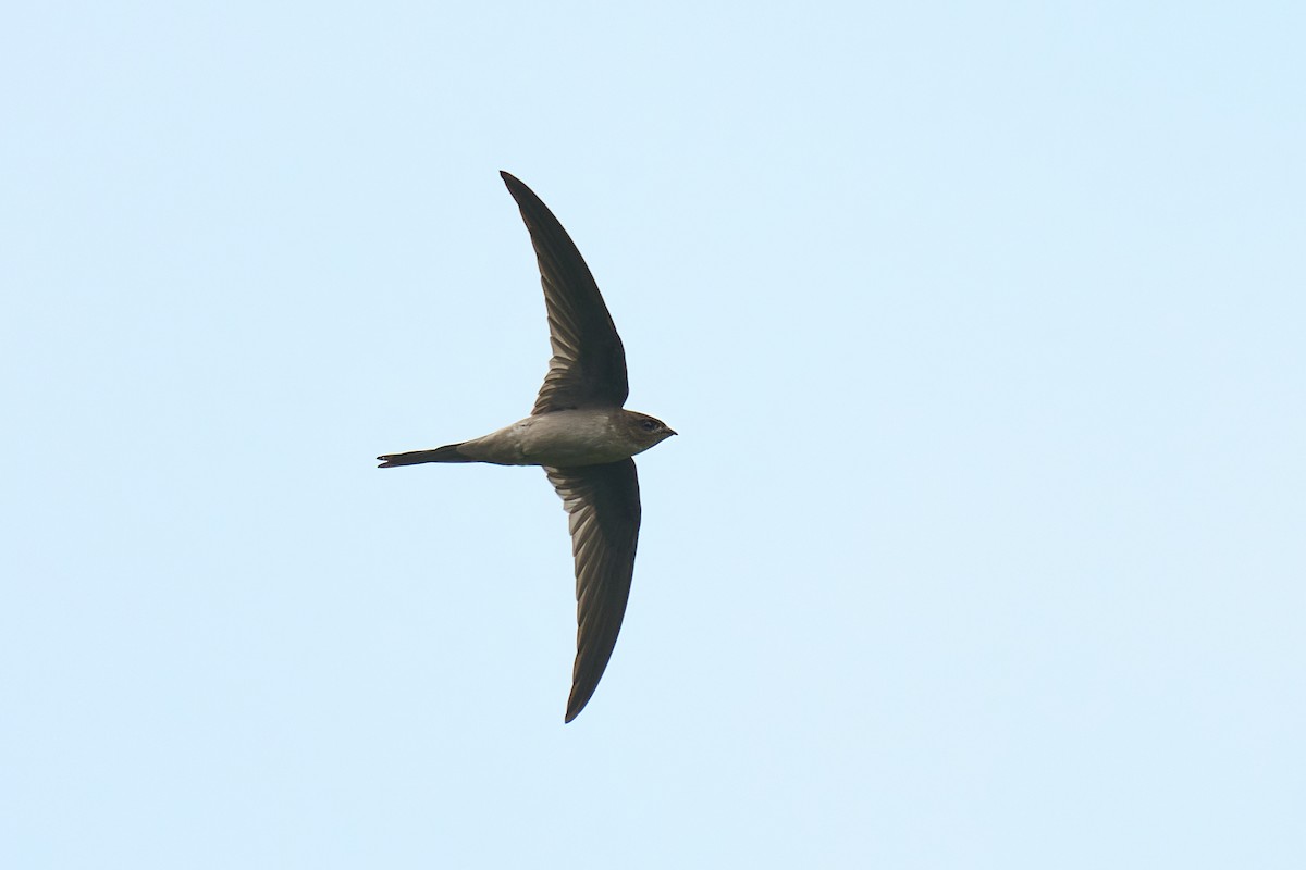 Asian Palm Swift - ML659178179