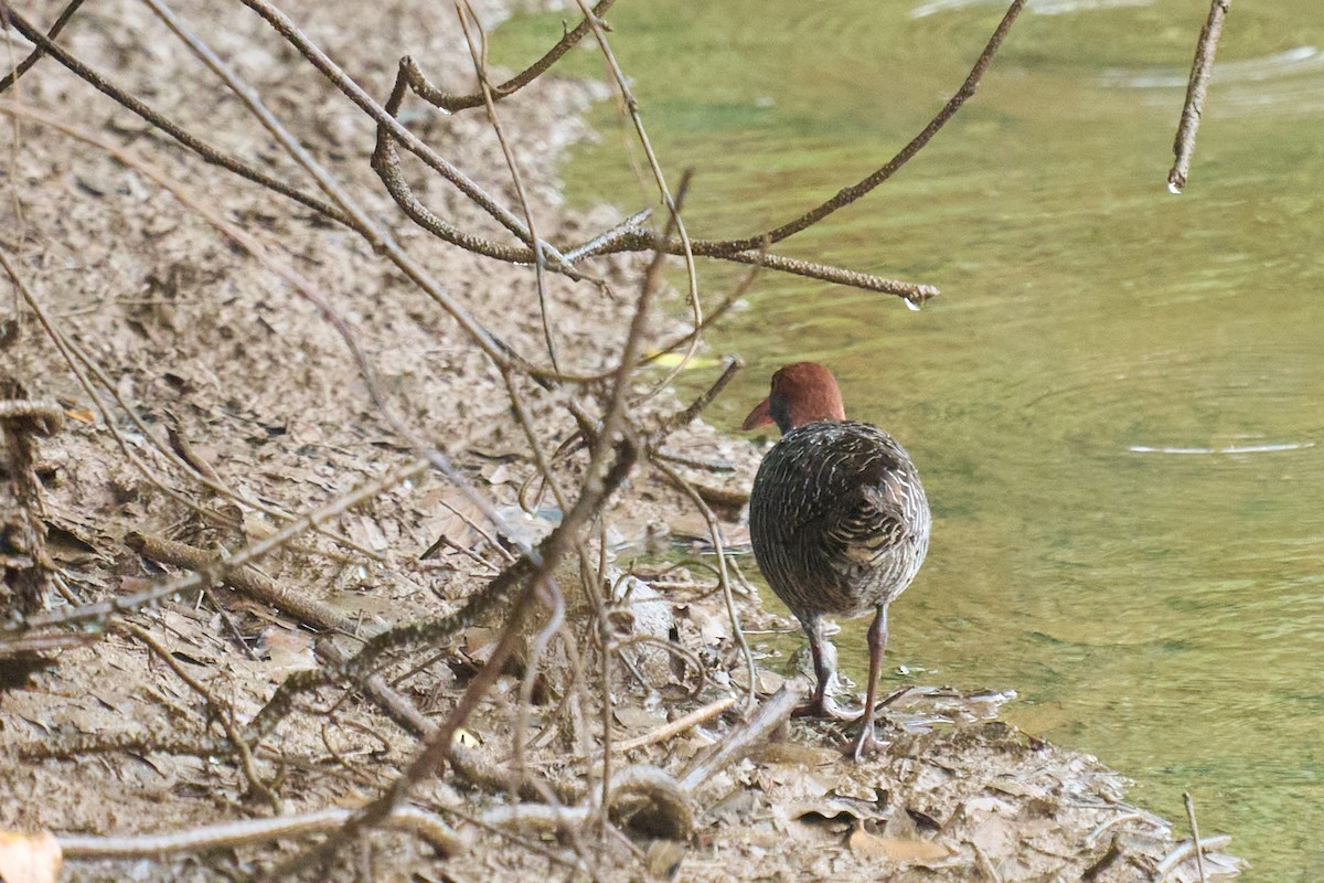 Slaty-breasted Rail - ML659178187