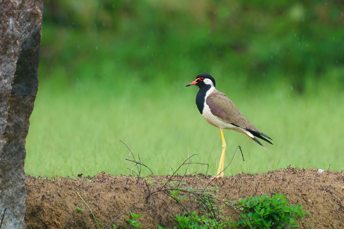 Red-wattled Lapwing - ML659178197