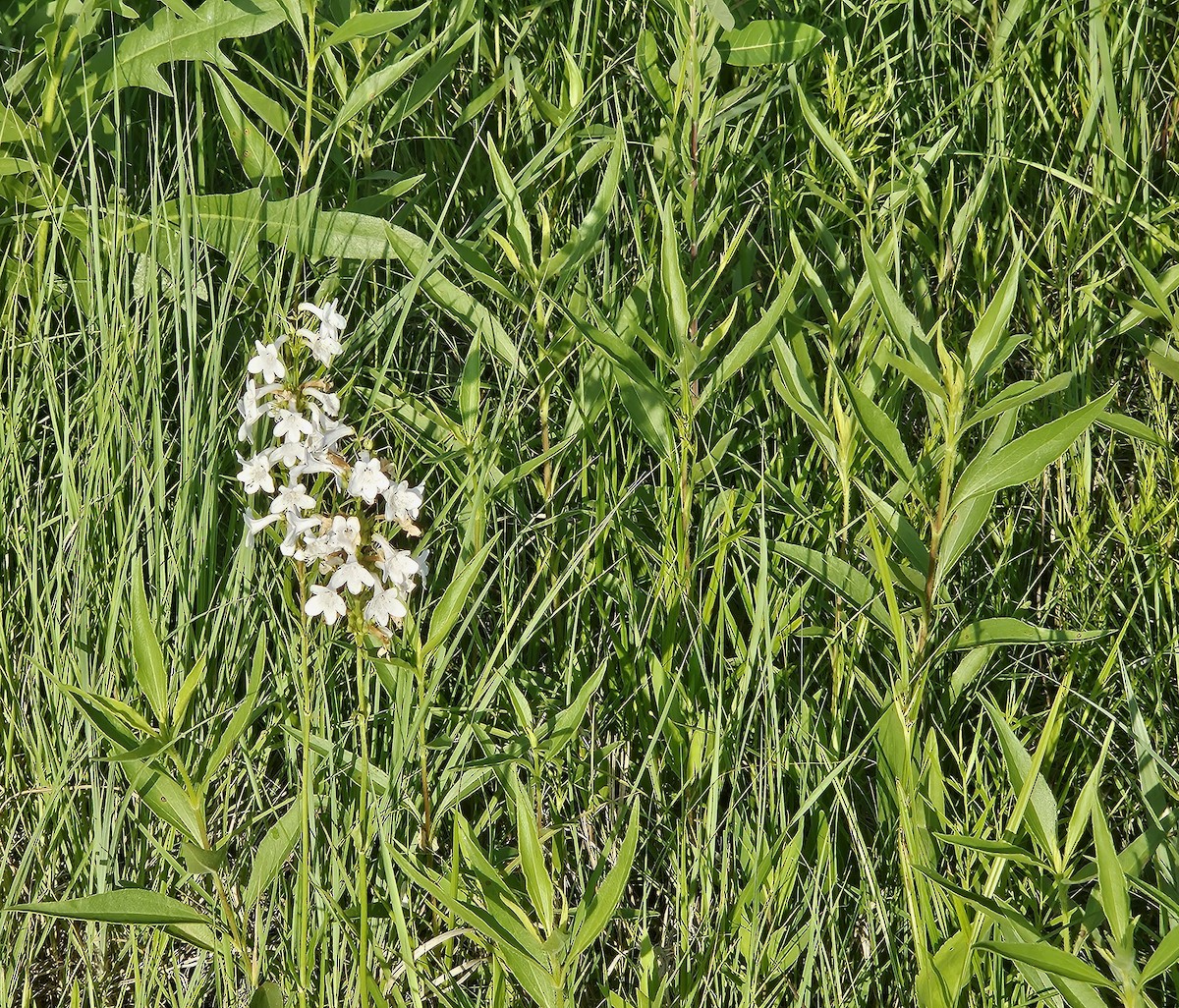 null - ML659178217