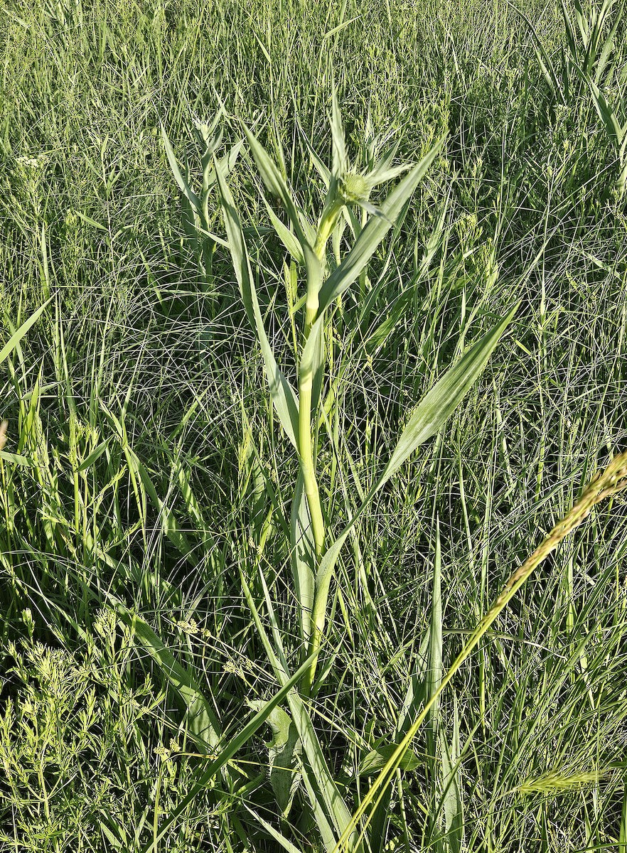 null - ML659178218