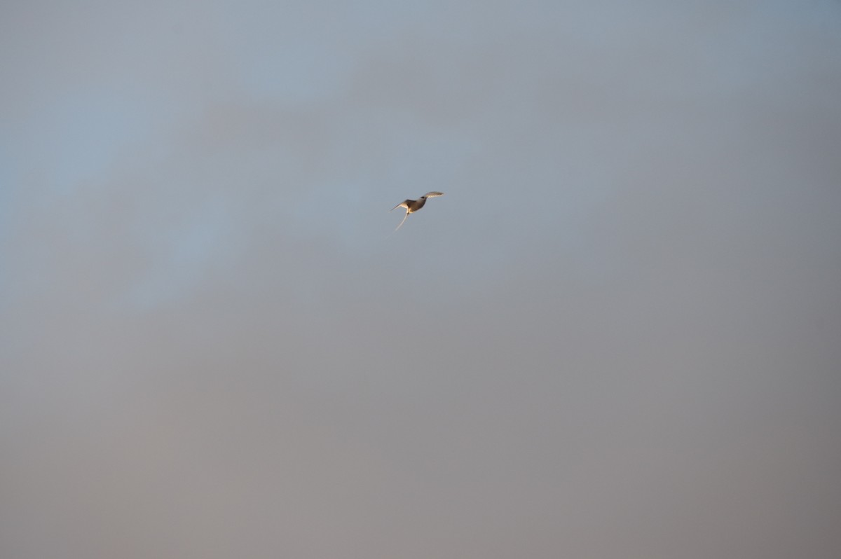 White-tailed Tropicbird - ML659178225