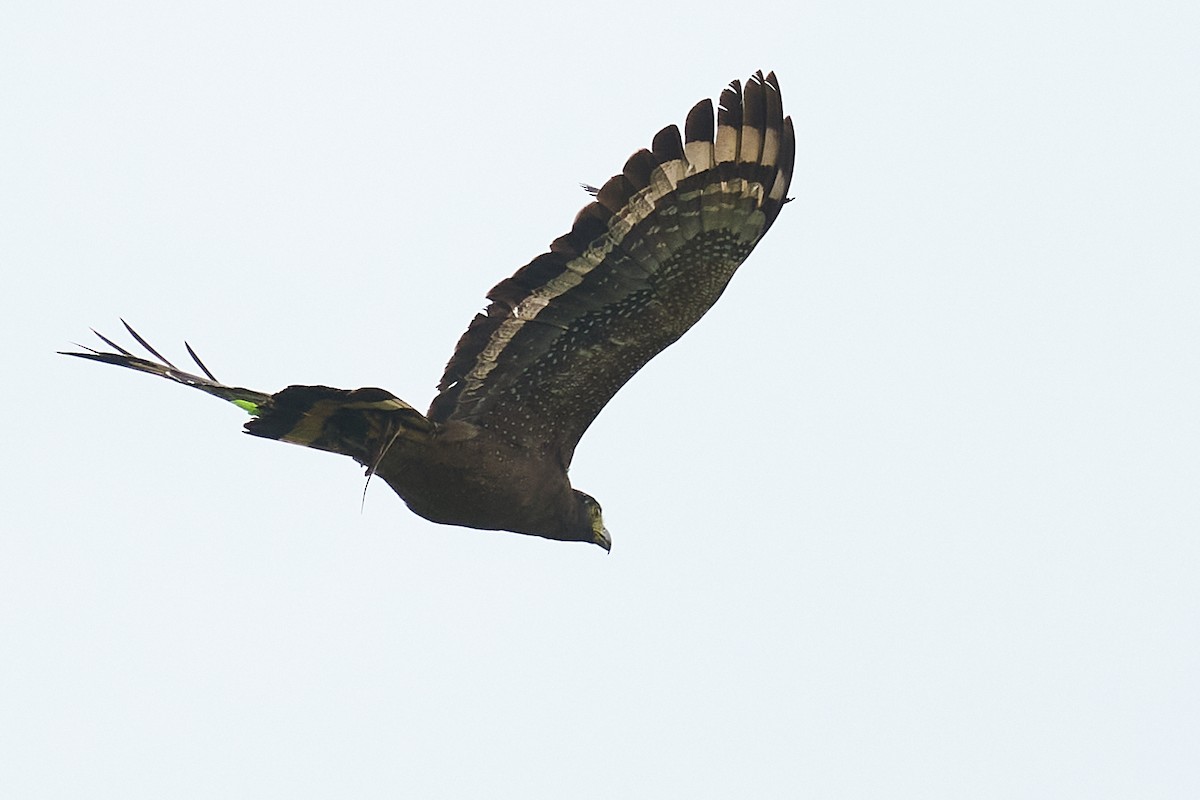 Crested Serpent-Eagle - ML659178502