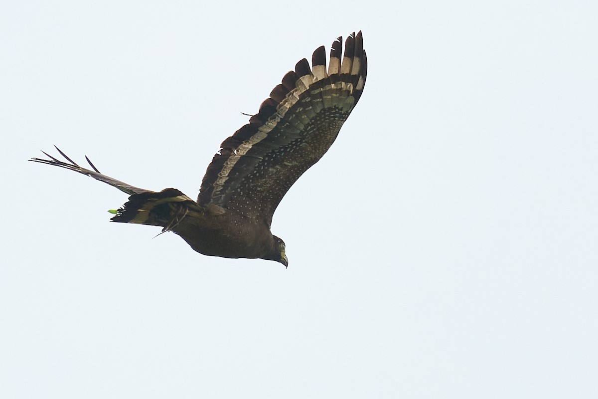Crested Serpent-Eagle - ML659178503