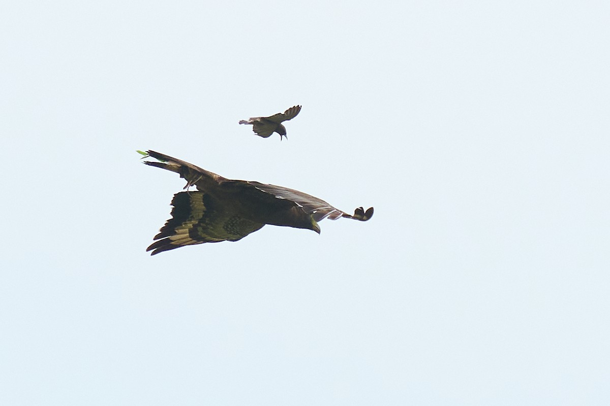 Crested Serpent-Eagle - ML659178504