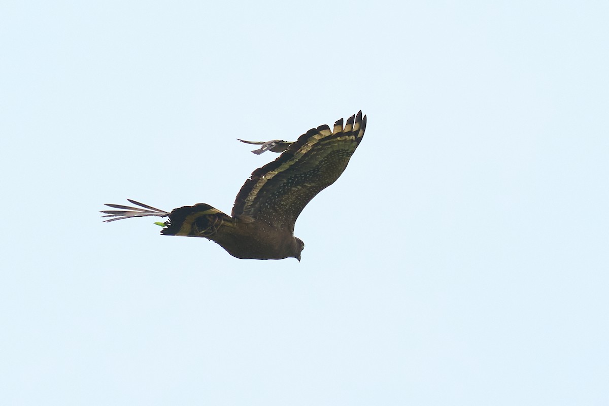 Crested Serpent-Eagle - ML659178505