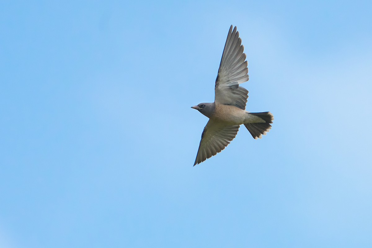 Ashy Woodswallow - ML659178510