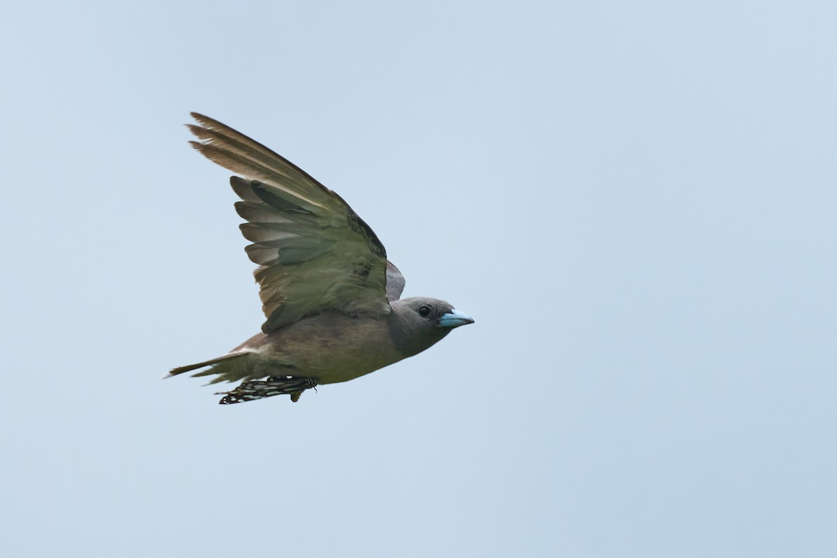 Ashy Woodswallow - ML659178514