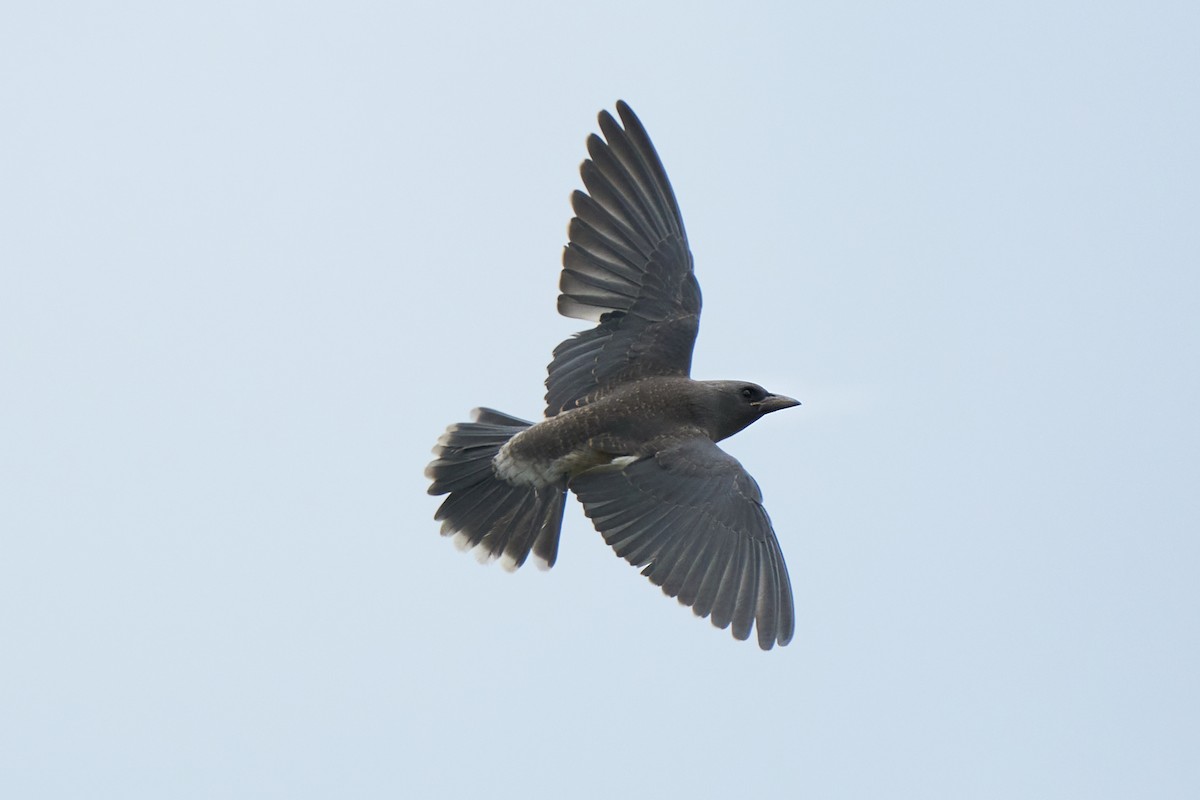 Ashy Woodswallow - ML659178516